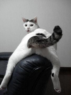 ヌコ