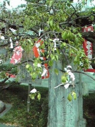 おみくじ