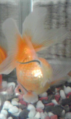 鈞魚
