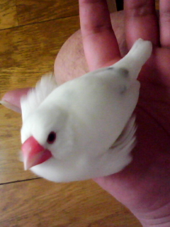 ・∋{ふくらんでみた