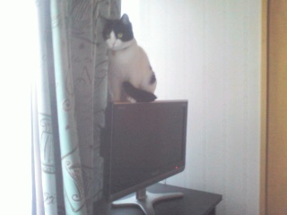 猫と薄型テレビ