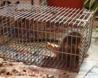 捕まっちゃった