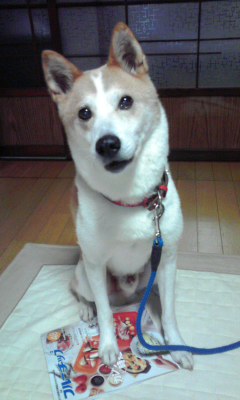 犬