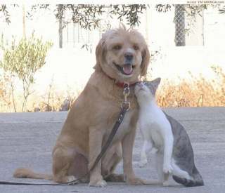犬