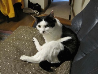 ぬこ