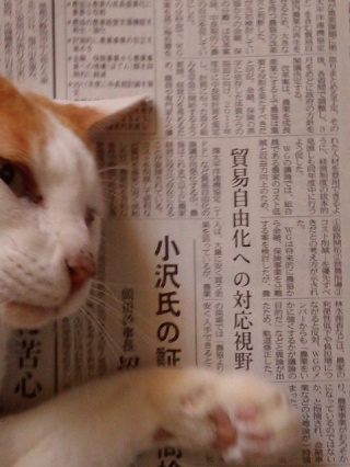 本体