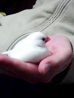 ＾∋{インちゃん元気