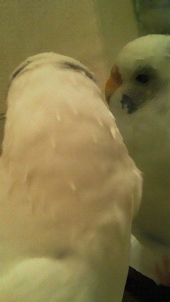 換羽でトゲトゲ＠インコ
