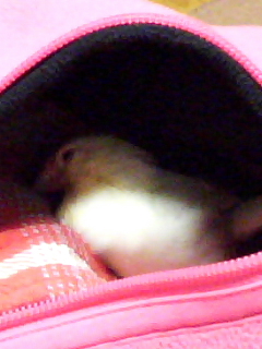 ´∋{寝るzzz