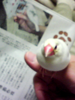 -∋{インちゃんは？