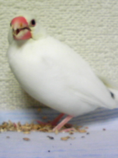 ・∋{食事中です