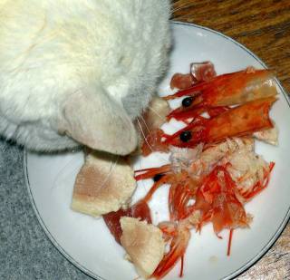 猫飯