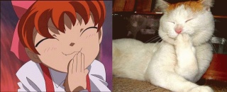 ぬこ