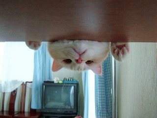 ぬこ
