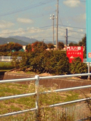 カメリア