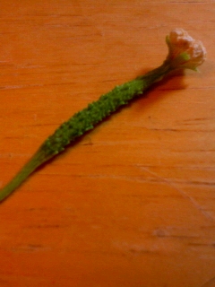 まだちいさい