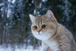 ぬこ