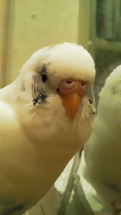 鼻真横のゴミが取れないよ