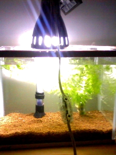 貧乏水槽たちあげてみる
