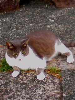 猫の集会してた
