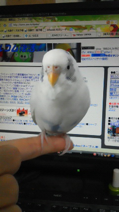 今日の白インコ