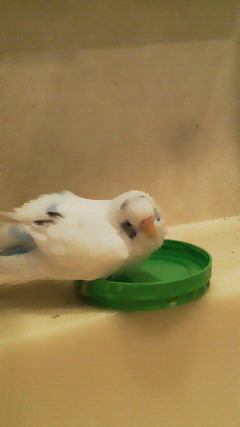 ぱしゃっぷるるる