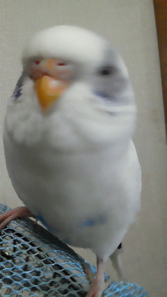 伸びたった
