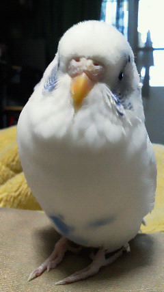 今日の白インコ