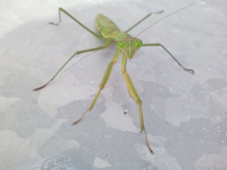 カマキリ星人