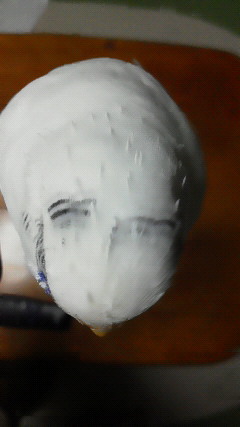 トゲトゲ頭