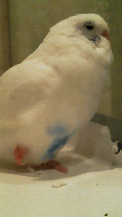 右足をあげる