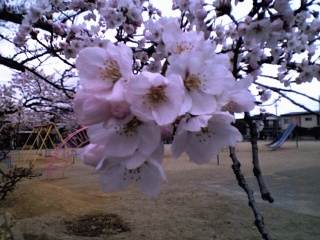 桜