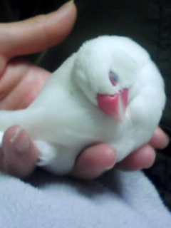 ・∋{あけおめ