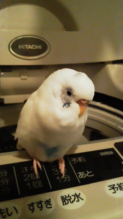 コトヨロ