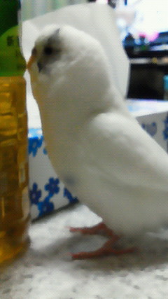 お茶さんにチュ