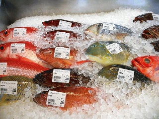 沖縄の魚