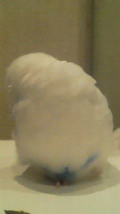 ゆきだるま