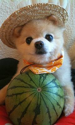 犬