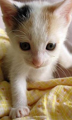 猫