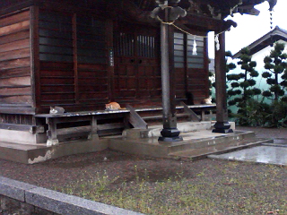 猫