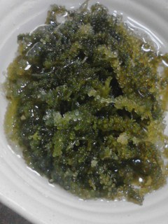 海ぶどう再生