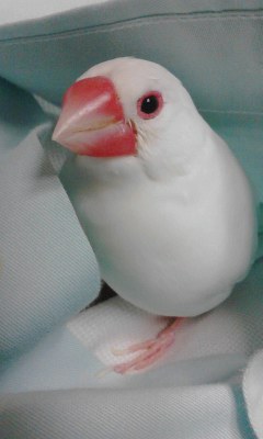 ・∋{つやつや