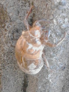 ぬけがら
