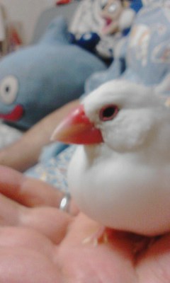・∋{はいポーズ