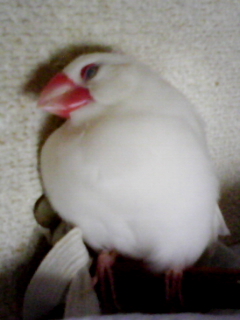 －∋{昼寝…zzz