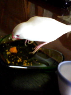 ・∋{軽く食事