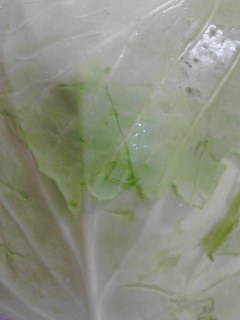 キャベツ
