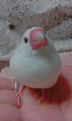・∋{手が好き