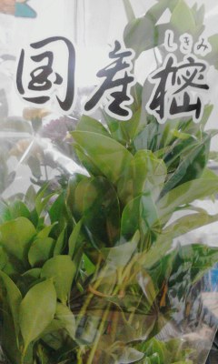国産樒