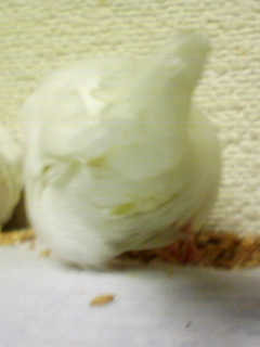 ・∋{食事中